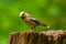 Beautiful hawfinch female, Coccothraustes coccothraustes, songbird perched on wood