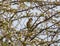 Beautiful hawfinch sitting on the blooming tree