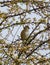 Beautiful hawfinch sitting on the blooming tree in the spring