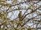 Beautiful hawfinch sitting on the branch of a blooming tree in the spring