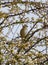 Beautiful hawfinch sitting on the tree in the spring