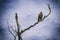 Beautiful hawk on branch under blue sky