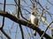 A beautiful hawk in the canopy of a tree