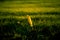 Beautiful hawk feather in the wet grass in summer meadow during the sunrise.