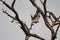 Beautiful hawk flying from a bare tree