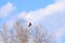 Beautiful hawk soars in sky next to trees