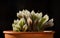 Beautiful Haworthia silver cactus in flower pot