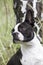 Beautiful head of Boston terrier