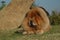 Beautiful head of chow chow purebred dog r