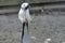 Beautiful head of a grey crane, seen from the back, long white hair at the backside