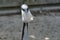 Beautiful head of a grey crane, seen from the back, long white hair at the backside