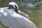 Beautiful head of a grey crane, in side view, long white hair at the backside of head