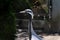 Beautiful head of a grey crane, in sideview, long white hair at the backside of head