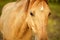 Beautiful head of a horse in close-up in summer