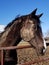 Beautiful head shot pose from a black horse after a roll in the mud