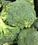 Beautiful heads of broccoli at the market