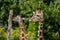 beautiful headshot of a giraffe in front of a green background