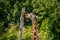 beautiful headshot of a giraffe in front of a green background