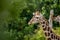 beautiful headshot of a giraffe in front of a green background