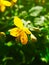 Beautiful healing spring yellow celandine flower