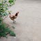 The beautiful and healthy hens of pakistan