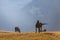 Beautiful, healthy, wild horses in the Transylvanian Alps in summer