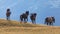 Beautiful, healthy, wild horses in the Transylvanian Alps in summer