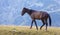 Beautiful, healthy, wild horses in the Transylvanian Alps in summer