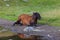 Beautiful, healthy, wild horses in the Transylvanian Alps in summer