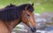 Beautiful, healthy, wild horses in the Transylvanian Alps in summer