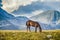 Beautiful, healthy, wild horses in the Transylvanian Alps in summer