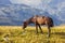 Beautiful, healthy, wild horses in the Transylvanian Alps in summer