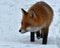 A beautiful and healthy wild Red Fox vulpes vulpes in winter