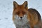 A beautiful and healthy wild Red Fox vulpes vulpes in winter