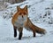 A beautiful and healthy wild Red Fox vulpes vulpes in winter
