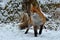 A beautiful and healthy wild Red Fox vulpes vulpes in winter