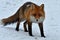 A beautiful and healthy wild Red Fox vulpes vulpes in winter