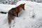 A beautiful and healthy wild Red Fox vulpes vulpes in winter