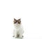 Beautiful healthy young Ragdoll cat  on white