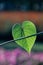Beautiful Heart green leaves.Blurred freshness green heart background.