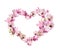 Beautiful heart shaped composition made with tender magnolia flowers on white background