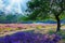 Beautiful  heath landscape with oak tree, bright purple blooming heather erica flowers, morning sun light rays - Loonse und