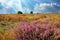 Beautiful heath landscape with purple erica flower bush on dry endless  landscape, spectacular sky with sun light rays  -