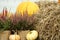 Beautiful heather flowers in pots, pumpkins and hay outdoors