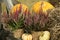 Beautiful heather flowers in pots, pumpkins and hay in wooden cart outdoors