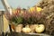 Beautiful heather flowers in pots, pumpkins and hay in wooden cart outdoors