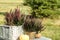 Beautiful heather flowers and pumpkins on white table outdoors