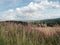 Beautiful heather hillside Somerset