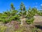 Beautiful heather and and trees in Burtonport, County Donegal, Ireland