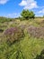 Beautiful heather and and trees in Burtonport, County Donegal, Ireland